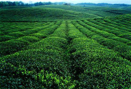 富硒茶噴施有機(jī)硒肥