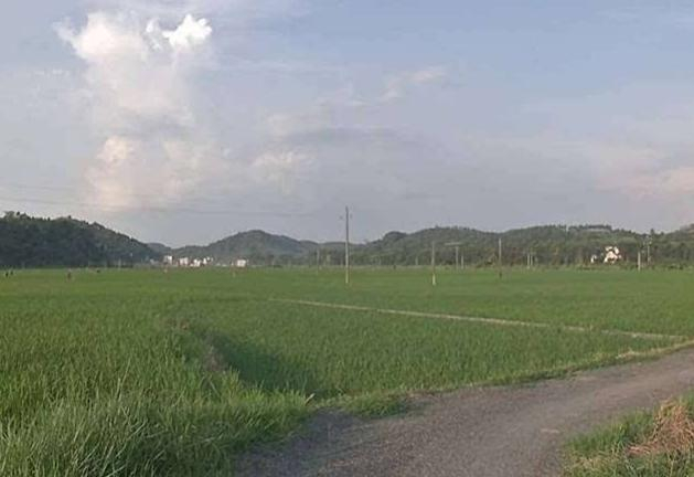 富硒農(nóng)業(yè)是典型的現(xiàn)代創(chuàng)意農(nóng)業(yè)