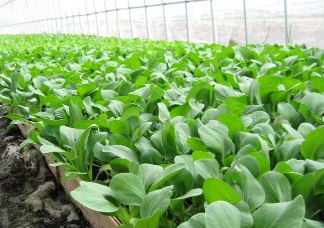 富硒農(nóng)產(chǎn)品,有機硒肥