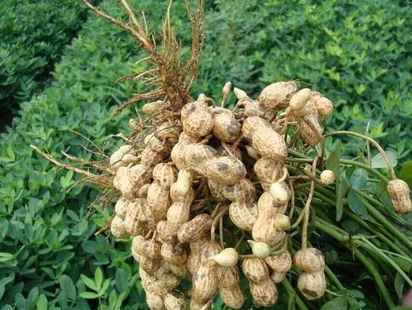 富硒黑花生的種植技術