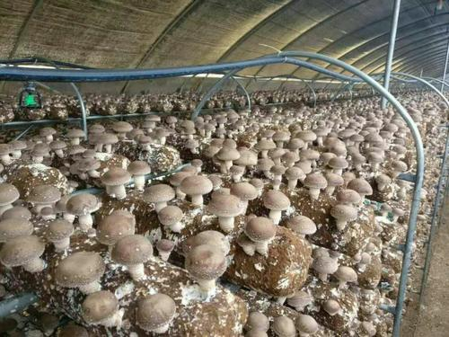 菌菇用硒肥的價格是多少？